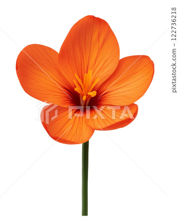Vibrant orange flower with delicate petals and striking details 122736218