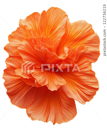 Vibrant orange flower with intricate petals showcasing beauty and elegance 122736219
