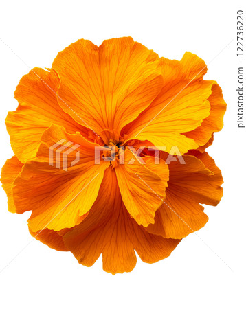 Vibrant orange flower with delicate petals showcasing natural beauty 122736220