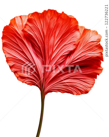 Vibrant red flower with intricate petal details, showcasing natural beauty 122736221