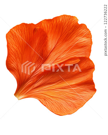 Vibrant orange flower petal with intricate veins and texture 122736222