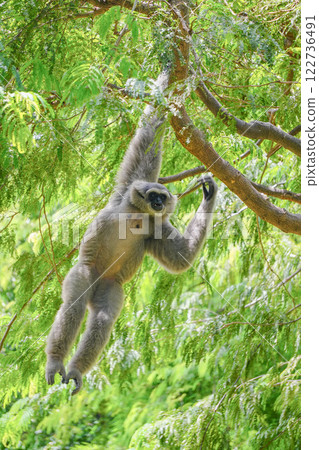 a silvery gibbon on a lush green tree in very shady, sunny weather, occasionally hanging from the branches. a silvery gibbon on a lush green tree in very shady, sunny weather, occasionally hanging from the branches. 122736491