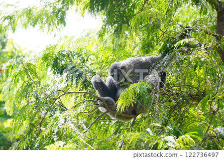 a silvery gibbon on a lush green tree in very shady, sunny weather, occasionally hanging from the branches. a silvery gibbon on a lush green tree in very shady, sunny weather, occasionally hanging from the branches. 122736497