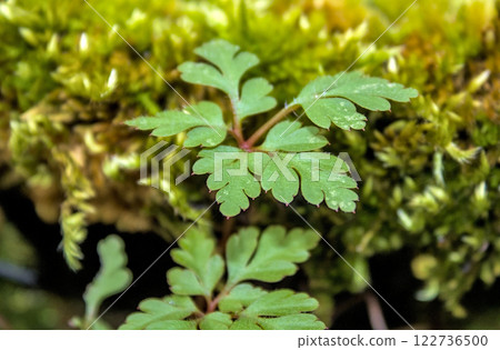 green leaves in the field green leaves in the field 122736500