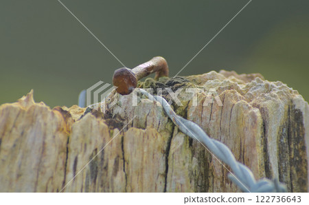 crooked nail holding a barbed wire 122736643