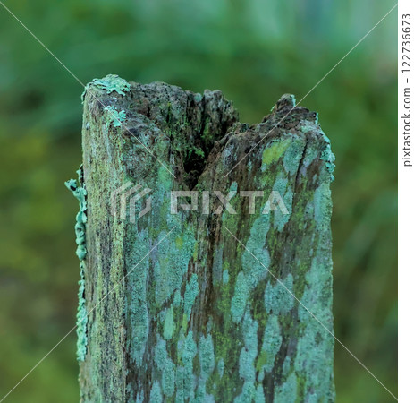 old fence post with lichen old fence post with lichen 122736673