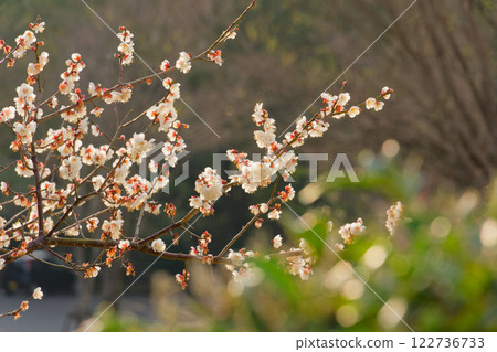 梅花 梅花 122736733
