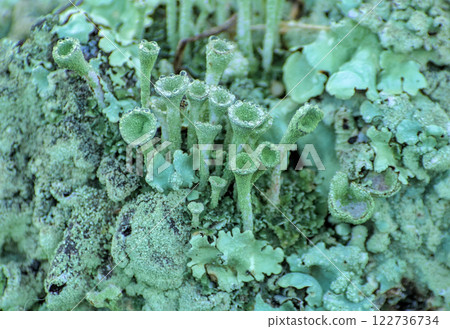 lichens with colorful raindrops 122736734