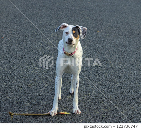 young puppy posing for camera 122736747