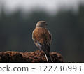 Colorful bird in the wild 122736993
