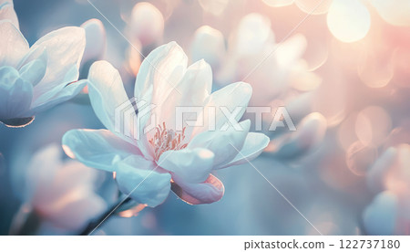 Subtle light washes abstract background soft focus with delicate white flowers give feeling of calm 122737180