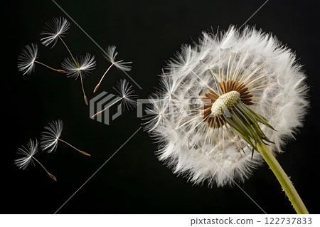 A close-up, macro photograph of a dandelion with seeds blowing away in the wind. The dandelion is in full bloom, with a large, fluffy white seed head. Several dandelion seeds are visible in the air 122737833