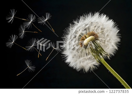 A close-up, macro photograph of a dandelion with seeds blowing away in the wind. The dandelion is in full bloom, with a large, fluffy white seed head. Several dandelion seeds are visible in the air A close-up, macro photograph of a dandelion with seeds blowing away in the wind. The dandelion is in full bloom, with a large, fluffy white seed head. Several dandelion seeds are visible in the air 122737835