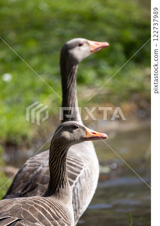 Two Geese by the Calm Waters Edge, Gracefully Standing Together in Their Natural Habitat 122737989