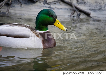 Duck on water, wild duck winter season Duck on water, wild duck winter season 122738229
