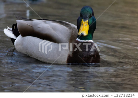 The most famous and common wild duck 122738234