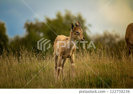 Carpa falconeri heptner. Young goat. 122738236