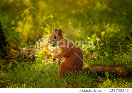 Close up of a red squirrel (Sciurus vulgaris) 122738242