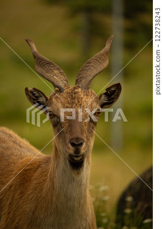 Turkmenian Markhor unique species. Sunset golden hour 122738243
