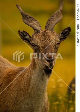 Sunset photo Carpa falconeri heptner. Sunset photo Carpa falconeri heptner. 122738244