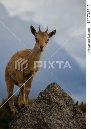Young Carpa falconeri heptner plays on rock. Turkmenian Markhor 122738245