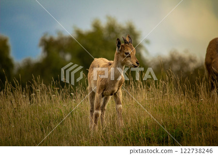 Young Carpa falconeri heptner. Turkmenian Markhor 122738246