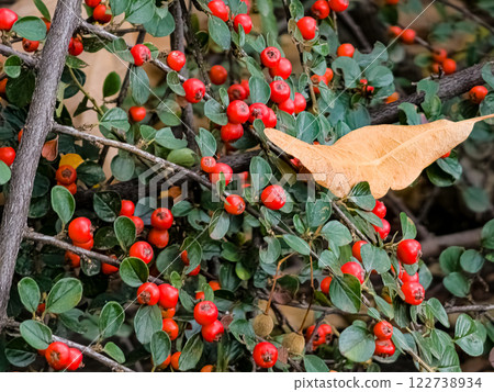 Cotoneaster Horizontalis, green leaves and red berries on branches in October. Autumn yellow leaf Cotoneaster Horizontalis, green leaves and red berries on branches in October. Autumn yellow leaf 122738934