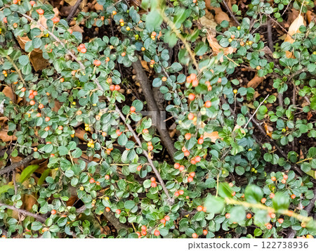 Cotoneaster Horizontalis plant, green leaves and unripe berries on branches in September Cotoneaster Horizontalis plant, green leaves and unripe berries on branches in September 122738936