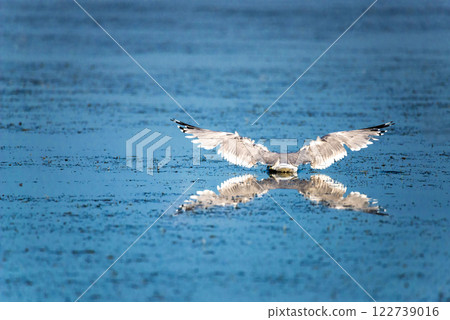 Seabird with spread wings and a beautiful reflection in the blue water 122739016