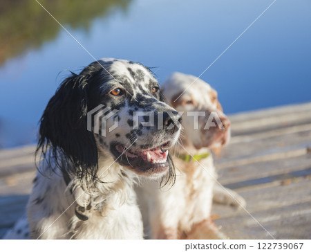 Dogs of the hunting breed English setter posing on clear autumn morning. 122739067