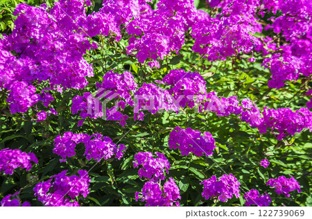 Beautiful delicate corollas of classic pink phlox during the flowering period. Beautiful delicate corollas of classic pink phlox during the flowering period. 122739069