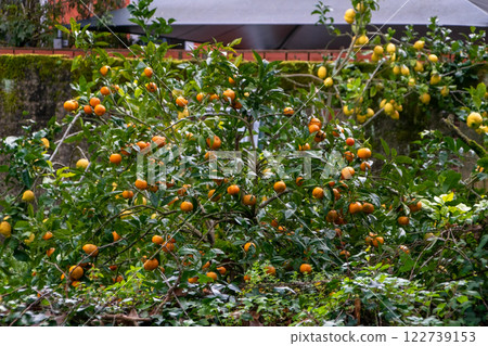 Tangerine and lemon trees with ripe citrus fruits in the garden 122739153