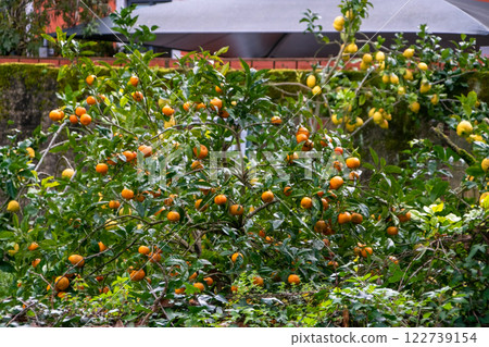 Tangerine and lemon trees with ripe citrus fruits in the garden Tangerine and lemon trees with ripe citrus fruits in the garden 122739154