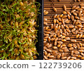 Organic Wheat Sprouts in Close-Up: A Showcase of Natural Food and Plant-Based Wellness 122739206