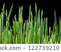 Young Wheat Sprouts on Black Background: A Stunning Close-Up. 122739210