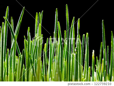 Young Wheat Sprouts on Black Background: A Stunning Close-Up. Young Wheat Sprouts on Black Background: A Stunning Close-Up. 122739210