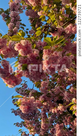 Cherry Blossom in Sunlight Against Blue Sky Cherry Blossom in Sunlight Against Blue Sky 122739721