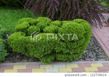 Kharkov, Ukraine, 14 May 2024. A green bush trimmed in a rounded shape, located in a garden. Harmonious Garden Pathway Kharkov, Ukraine, 14 May 2024. A green bush trimmed in a rounded shape, located in a garden. Harmonious Garden Pathway 122739814