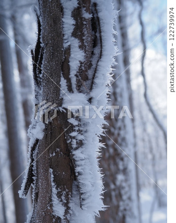 Needle-shaped frost (202501111005) Needle-shaped frost (202501111005) 122739974