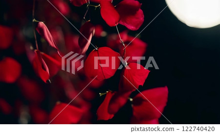 Red petals gently swaying on a black background Red petals gently swaying on a black background 122740420