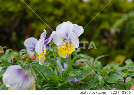 Viola · pansy 122740566