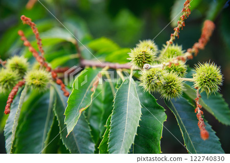 Close-up detail castanea sativa chestnut tree young spiky burs hang from robust branches with elongated leaves, revealing botanical wonders. Vibrant green shells show natural texture Close-up detail castanea sativa chestnut tree young spiky burs hang from robust branches with elongated leaves, revealing botanical wonders. Vibrant green shells show natural texture 122740830
