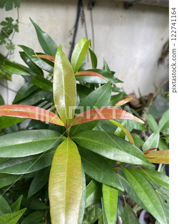 Close up of green leaves in the garden. Natural floral background. 122741164