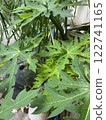Papaya tree in tropical island (Carica papaya) 122741165