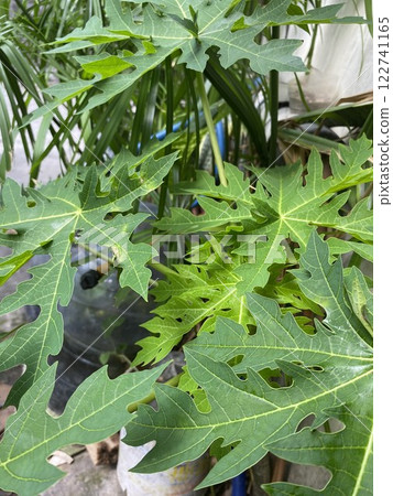 Papaya tree in tropical island (Carica papaya) 122741165