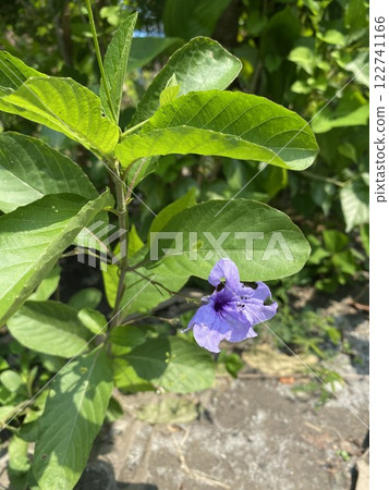 Purple flower in the garden on a sunny day. 122741166