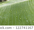 Banana leaf with water drops, close-up. Nature background 122741167