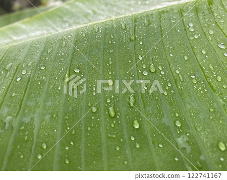 Banana leaf with water drops, close-up. Nature background 122741167