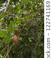 Mulberry fruits on the branches of a tree in the garden 122741169