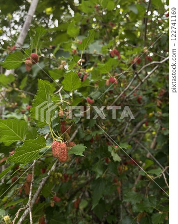 Mulberry fruits on the branches of a tree in the garden 122741169